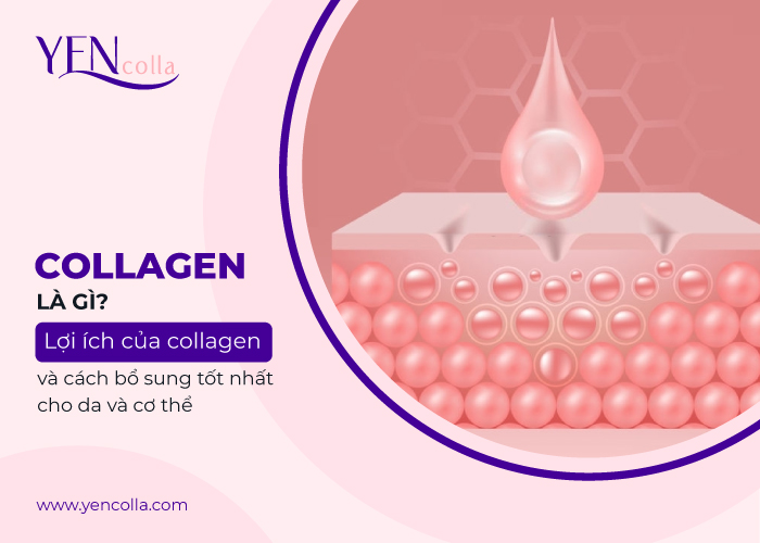 Collagen là gì và lợi ích của Collagen